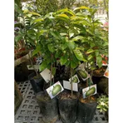 卉迎園藝 紅毛榴槤 刺果番荔枝 3吋盆 實生苗 高度20公分 種植3-4年會結果 單價200元