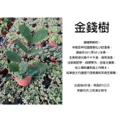 心栽花坊-金錢樹/雪鐵芋/招財植物/3吋/綠化植物/室內植物/觀葉植物/特價50