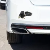 沛恩精品 個性創意3D立體老鷹車貼 汽車車身車尾雄鷹 裝飾貼 車貼 FORD KUGA TOYOTA KIA CROSS