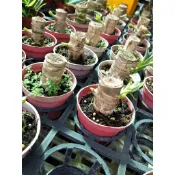彩綠花果園_觀葉植物_巴西鐵樹_3吋盆