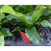 東大興農場 山蘇 3吋盆 觀葉植物 室內植物 蕨類植物