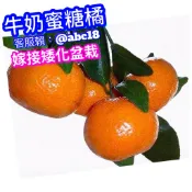牛奶蜜糖橘/日本砂糖桔✅嫁接大苗盆栽✅可在台灣南北 盆栽陽台 輕鬆結果 砂糖桔 綠皮砂糖橘 果苗 樹苗 矮化果樹