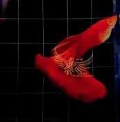 【高雄大雁水族】 純種孔雀魚 各式品系對魚 全紅白子 天空藍白子 莫斯科藍 黑木炭  黃尾禮服 黑蛇王 丹頂禮服.