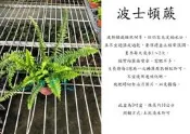 心栽花坊-波士頓蕨/3吋/綠化植物/室內植物/觀葉植物/蕨類/售價40特價40