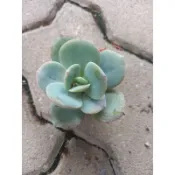 【多肉植物 】白鳳 一吋  穩根