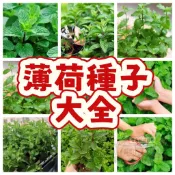 🔥薄荷種子🍓多款薄荷種子 食用薄荷 貓薄荷 留香薄荷 驅蚊薄荷 夏季驅蚊 發芽率高 清香淨化空氣 四季可種植 陽台庭院盆