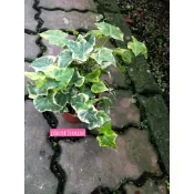 ●○植宅●○黃斑常春藤●○3吋盆●○觀葉植物●○
