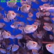 【69折下殺】紅目球燈 魚銀屏活體小型燈 科魚包活熱帶觀賞魚水族銀屏球燈