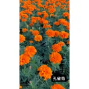 孔雀菊/萬壽菊/永吉種苗園