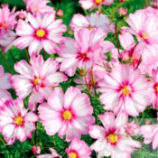 🌱 波斯菊種子 格桑花種子 四季開花不斷 野花組合耐寒耐病易養活 室內庭院觀賞 花卉 觀賞植物盆栽 超低價