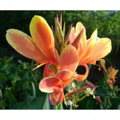 橘紅金邊美人蕉(編號21),中花1株150元