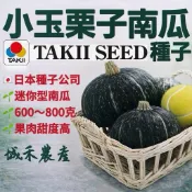 城禾農產🍃 日本小玉迷你栗子南瓜種子 7粒 小玉栗子南瓜種子 栗子南瓜種子 迷你栗子南瓜種子 栗南瓜種子 南瓜種子 種子