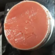 日本橡膠用黃油 rubber grease 卡鉗專用橡膠黄油分裝150g,橡膠與卡鉗活塞專用油煞車分泵橡膠黃油汽機車保養