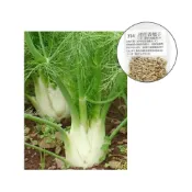 (店+)【蔬菜之家】F14.甜茴香種子1.8克(約400顆) 香辛種子