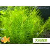 火花百葉  單株   火花 百葉 景 中景  水草造景  神經病水草水族