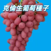 【克倫生葡萄種子】無籽 紅提 苗木 盆栽 果樹 自種 陽台 庭院 居家 綠化 園藝 種植 新手易種植
