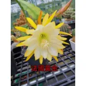 令劍荷花 孔雀仙人掌 法國黃金  枝條 仙毬園