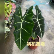 初花農場2店|觀音蓮｜絨葉觀音蓮|傑克林｜仙女｜閃波｜長葉洛氏｜斑馬｜銀龍｜魟魚｜菩提｜5寸盆|觀葉植物|雨林植物｜
