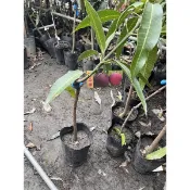 愛文芒果嫁接苗約一米