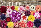 沙漠玫瑰 種子 seeds ㊣ adenium_ko_tw ㊣重瓣沙漠玫瑰種子★綜合品種★一包15粒 特價100元