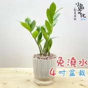 (店+)金錢樹【現貨】4吋仿瓷免澆水盆栽 室內植物 室內盆栽 懶人盆栽 水培植物 水培盆栽 室內盆栽 觀葉植物