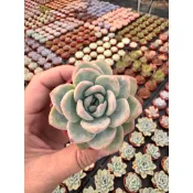 草莓蛋糕/2吋盆🌸Q萌多多肉🌸｜生日·婚禮小物｜療癒小品｜植株組盆…