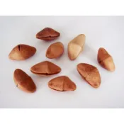【非織不可】DIY手做 黃花夾竹桃 鑰匙圈吊飾 種子鈴鐺 (已清除果肉)