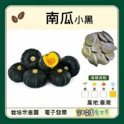 【台灣出貨 電子發票】小黑南瓜 種子｜貝貝南瓜｜迷你南瓜｜栗子南瓜｜果肉深黃香甜粉質｜蔬菜種子｜空中花園藝世界
