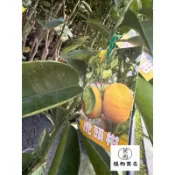 英宏 虎頭柑 海梨 晚倫西亞4寸 水果植物 果苗 果樹