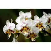P.stuartiana x sib史塔基 蝴蝶蘭 瓶苗