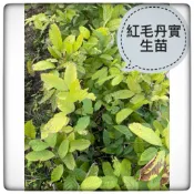 正宗馬來西亞紅毛丹實生苗 果樹苗 盆栽果樹 熱帶水果苗 家庭種植 紅毛丹苗 易栽培 果樹栽培