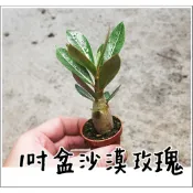 迷你盆 多肉植物 沙漠玫瑰 1寸 /仙人掌/送禮小物/婚禮小物 小巧可愛 沙玫 耐旱 超好種