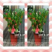 【歐式綠坊花苑】 [gtp296]金錢樹盆栽(財源廣進)/落地大型 ~ 送禮盆栽 祝賀花禮 ~中壢花店 楊梅花店 推薦