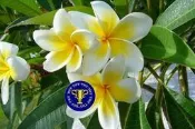 ╭＊田尾玫瑰園＊╯優良種苗(雞蛋花)--混合顏色