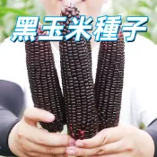 【黑玉米種子】黑糯玉米種子 紫玉米 盆栽庭院種植 可食用 家庭菜園 陽台盆栽 觀賞作物 親子園藝 自種安全 新手易種植