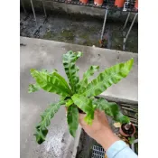 李家果苗 山蘇 3吋盆 小品 觀葉植物 特價40元 超商最多寄20棵
