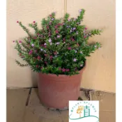 🌸植plant&flower~細葉雪茄花  雪茄花  紅丁香
