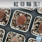 🌵✧植得栽✦【紅日輪】番杏科/石頭玉/屁屁玉/石頭花/Lithops/生石花屬/屁屁石頭玉/多肉植物/多肉/園藝