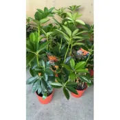 ★綠霖園藝★著生杜鵑 6寸室內植物/新興果樹/水果樹苗/果苗/嫁接/植物/盆栽