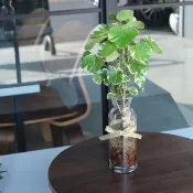 水培植栽│班葉圓葉福祿桐_室內植物 辦公室盆栽 店內布置