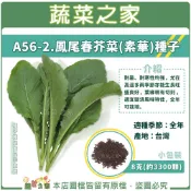【蔬菜之家】A56-2.鳳尾春芥菜(素華)種子8克(約3300顆) (鹽漬風味特佳) // 耐暑、耐寒性均強葉菜
