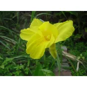黃色大花美人蕉8 --1份100元(1份=2株)