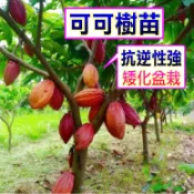 可可樹🟡矮化盆栽🟡〈急速24出貨〉南北都可種 可可 可可苗 樹苗 果苗 矮化果樹 矮生盆栽 矮化盆栽 水果苗 水果盆栽