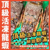【鮮煮義美食街】活凍頂級龍蝦／500~600g／野生龍蝦／小青龍／龍蝦／青龍／清蒸／焗烤／火鍋／生凍龍蝦