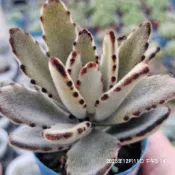 出清特惠價“ 優雅兔    ”🔥穩根品🌵多肉植物❤️蘭心花卉