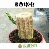 《花田多肉》🌵【巴西鐵樹】 3吋盆 觀葉植物/室內植物/淨化空氣/園藝/盆栽/綠化/巴西木/觀葉/龜背芋/小豆樹