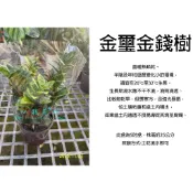 心栽花坊-金璽金錢樹/金璽雪鐵芋/5吋盆/觀葉植物/室內植物/綠化植物/特價360