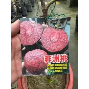 田尾玫瑰園 l 非洲桃 7吋盆 高約60公分 新興植物 (植物眾多歡迎詢問)