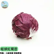 🥗【沙拉餐廳指定品】結球紅菊苣種子 義大利進口品種 苦白菜 紅萵苣 生菜沙拉必備 紅寶石色澤 低溫栽培 陽台盆栽可種