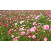 花海波斯菊種子200粒35元